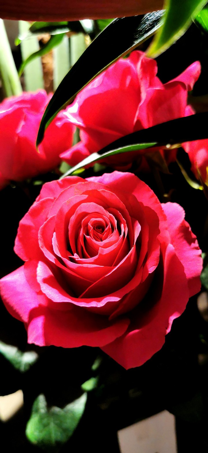 Rose
