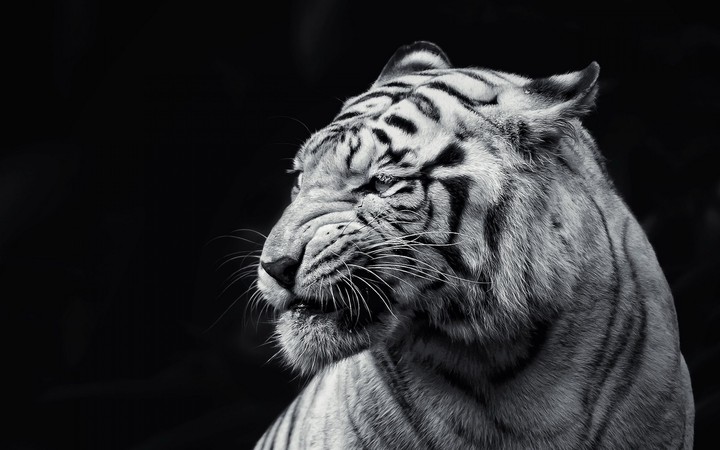 The Tiger