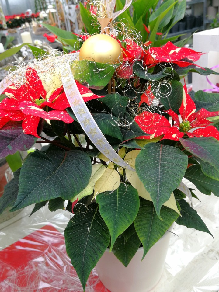 Weihnachtsstern Blumen
