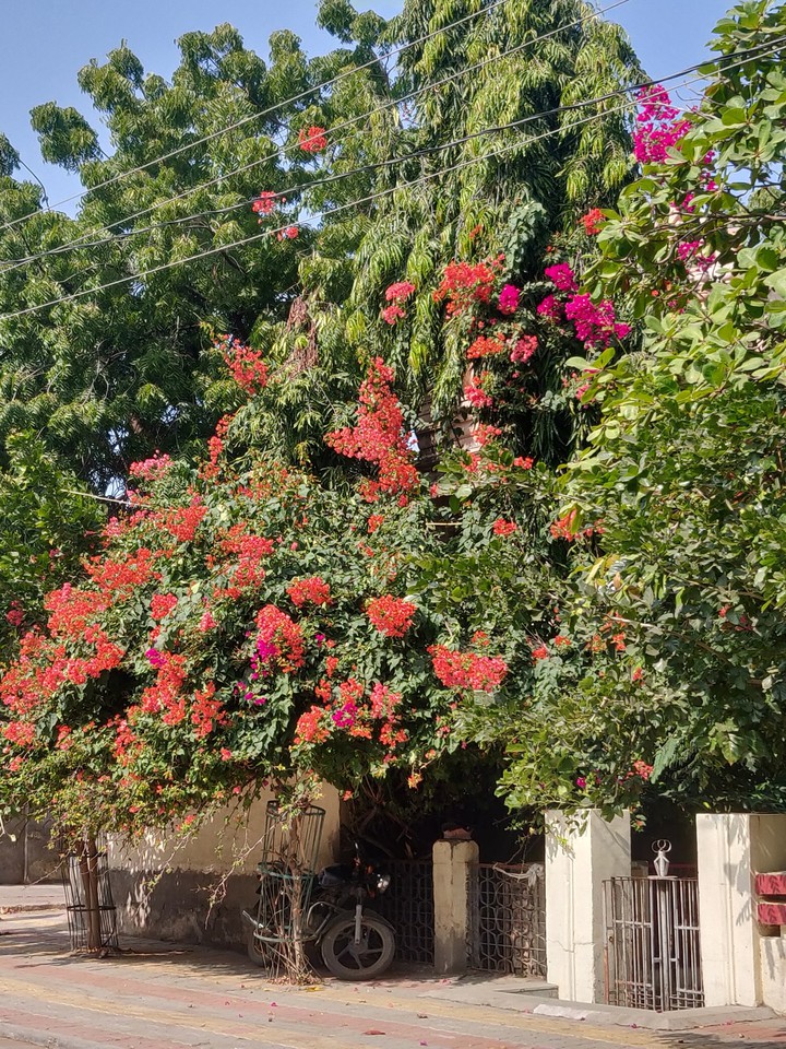 scenic amd simple