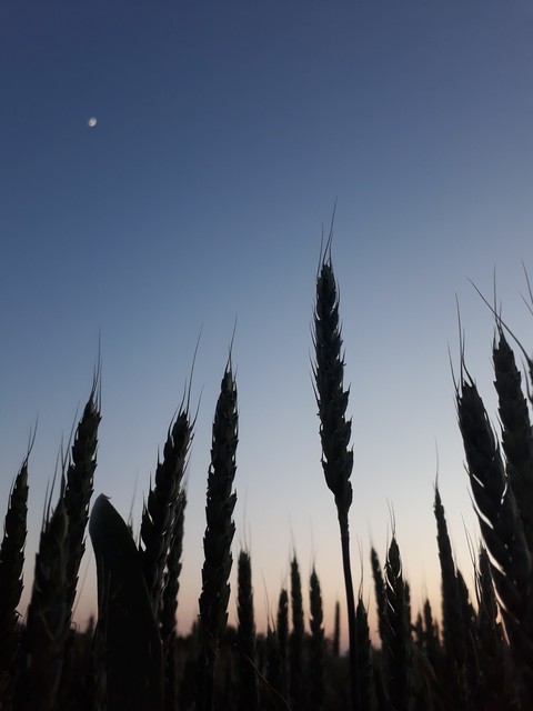 wheat