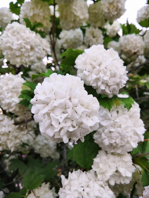 hydrangea, plant háttérképek