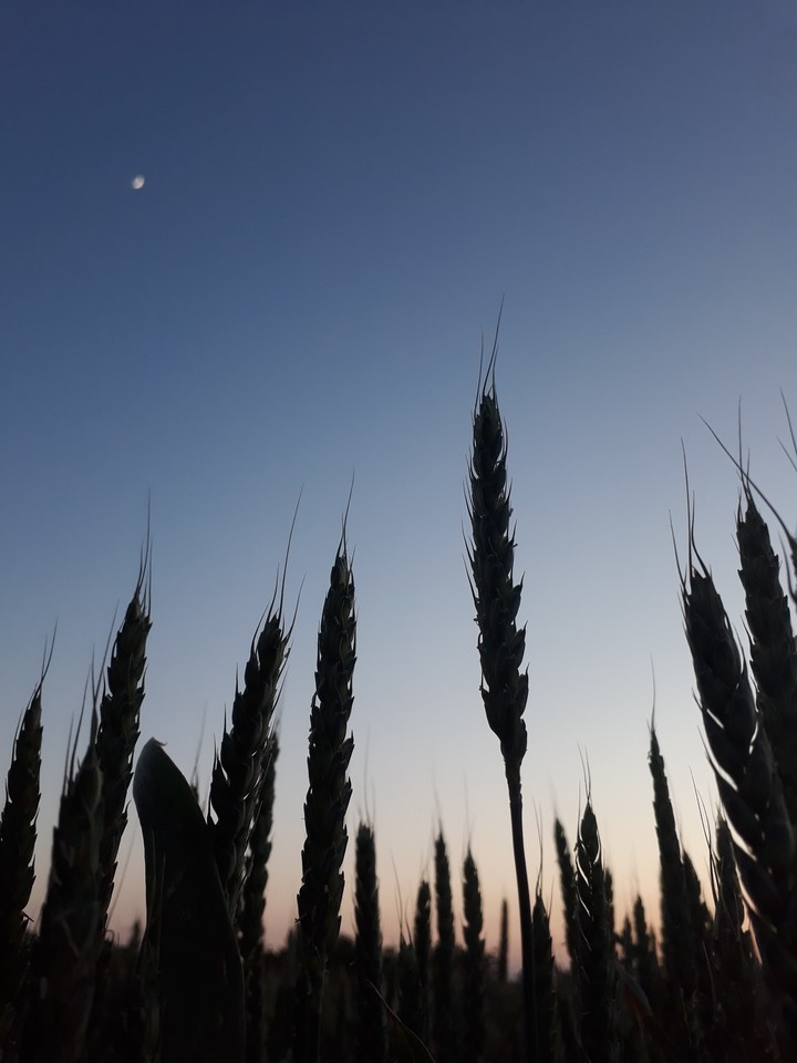 wheat