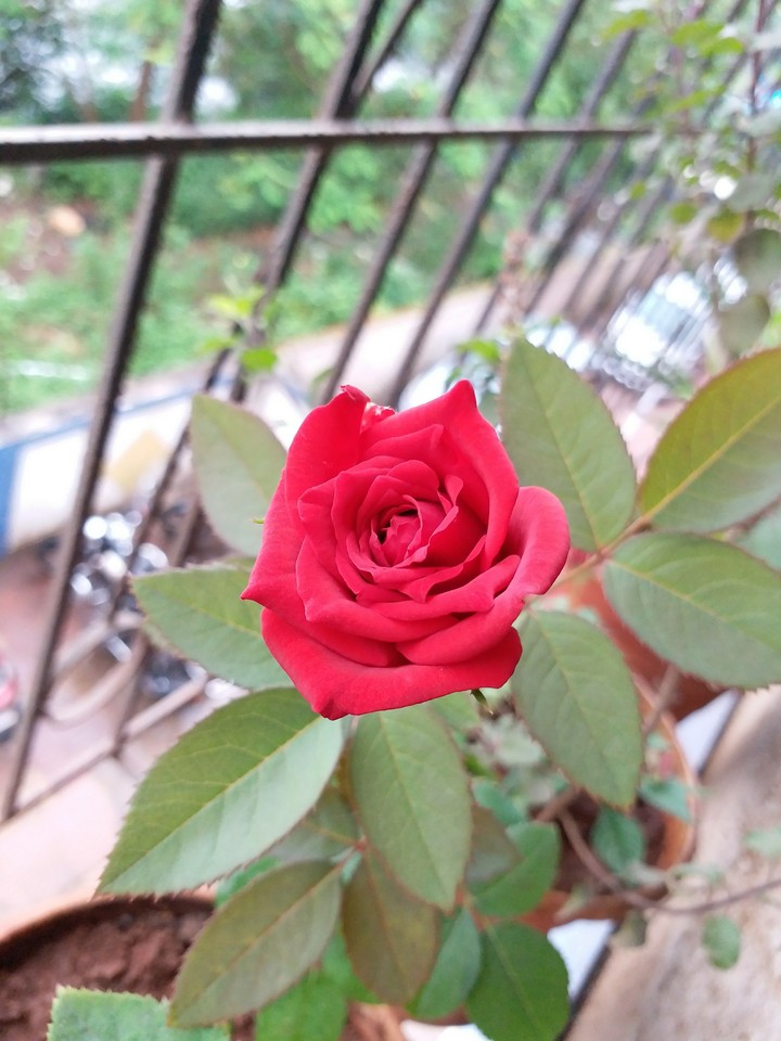 Rose