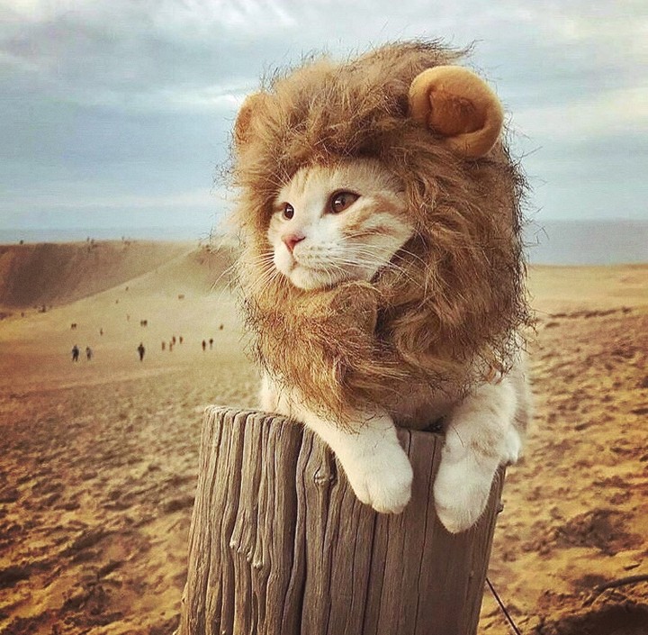 Catlion