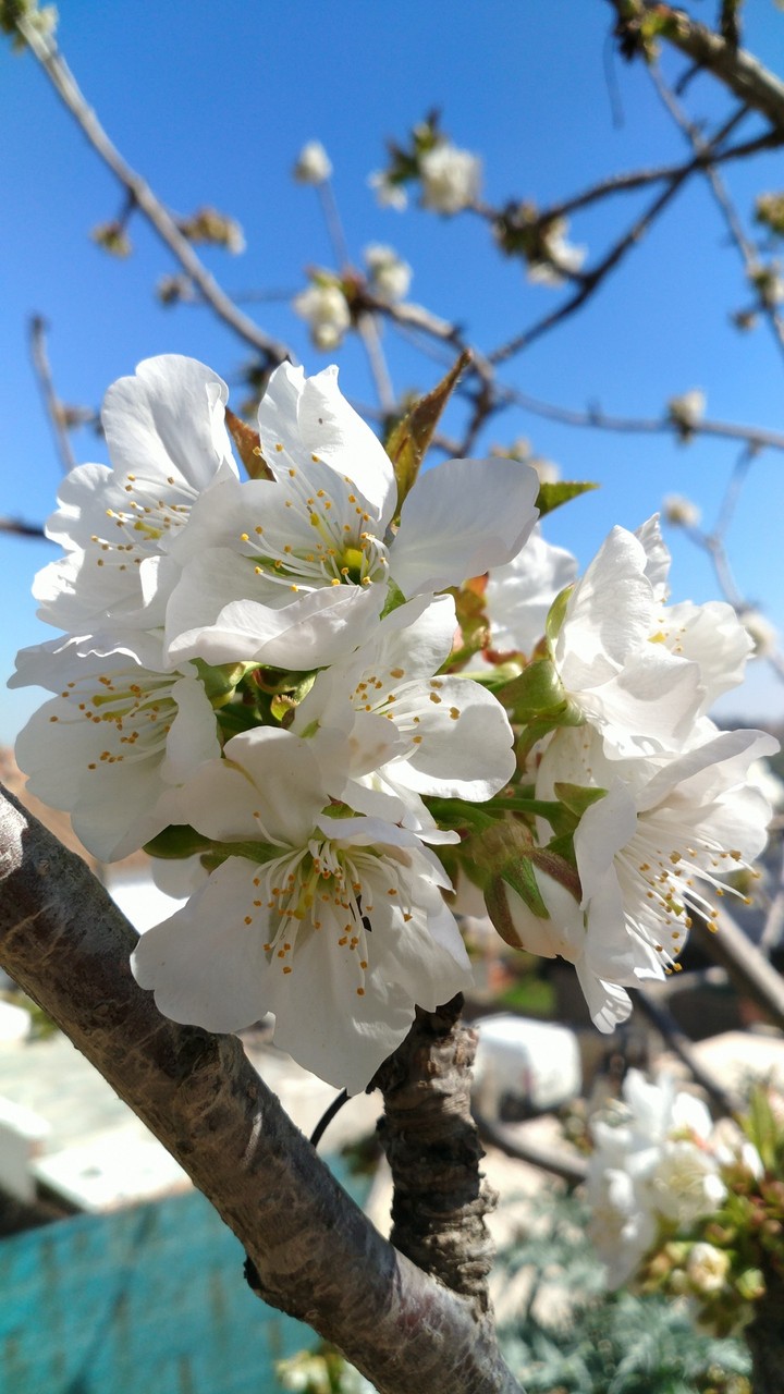 Cerezo en flor /Blossom cherry tree