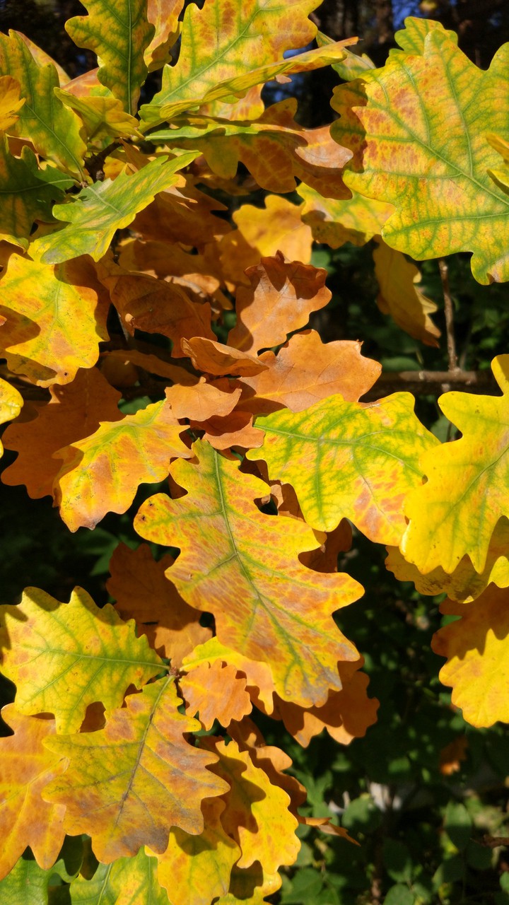 oak