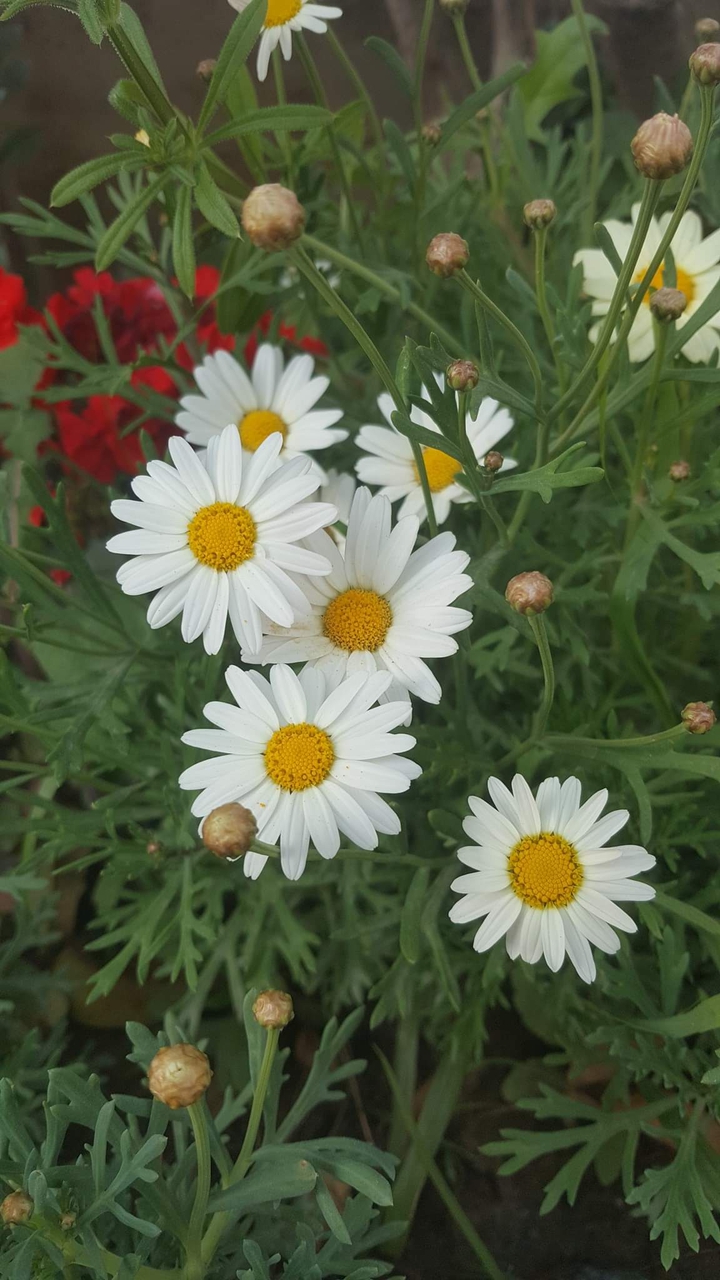 Daisy love it
