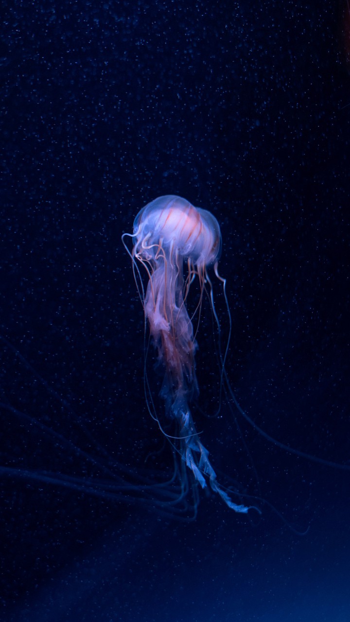 jellyfish