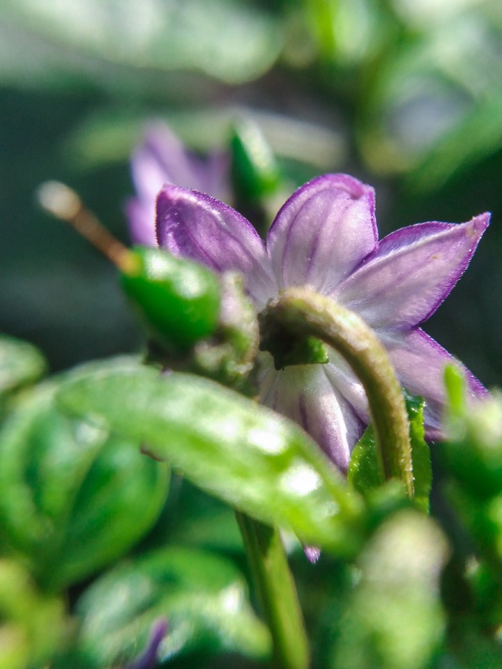Purple petal