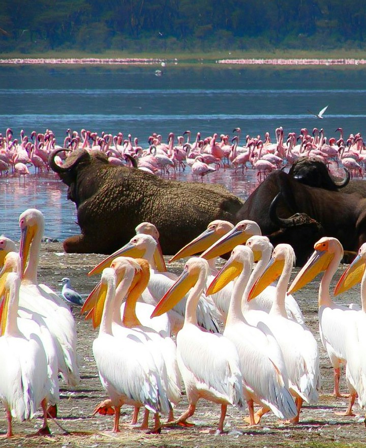 A Party in Africa