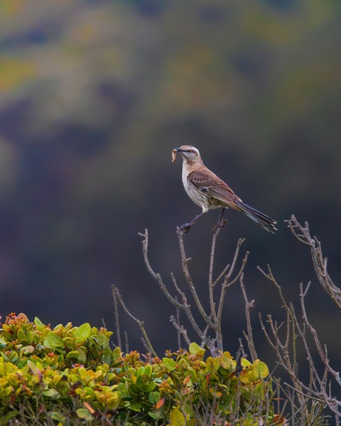 רקעים twig, beak