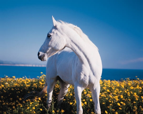 horse