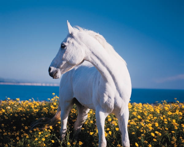 horse