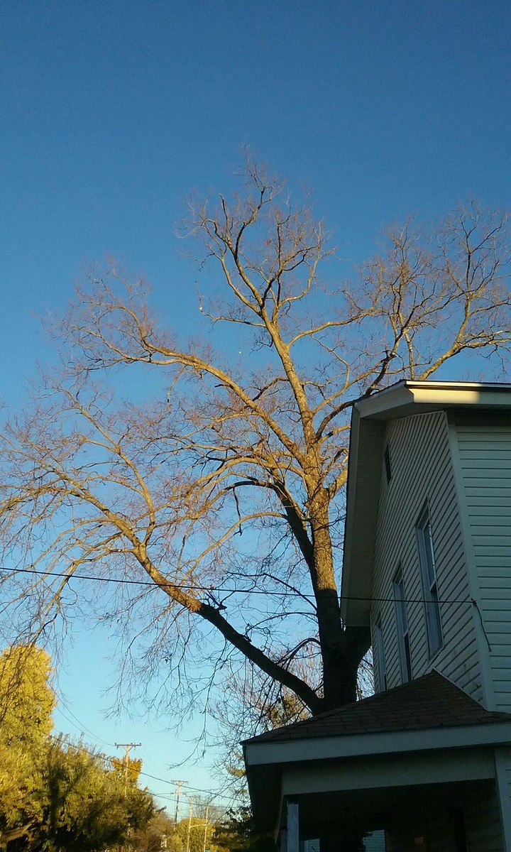 tree