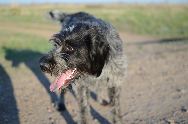 dog