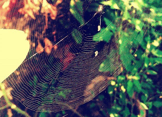 spidy! is that you