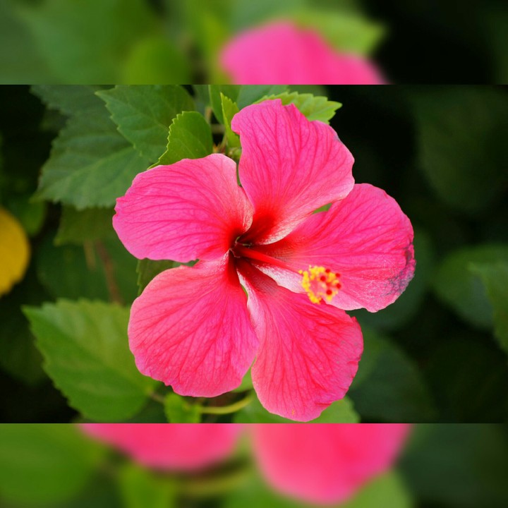 pink flower
