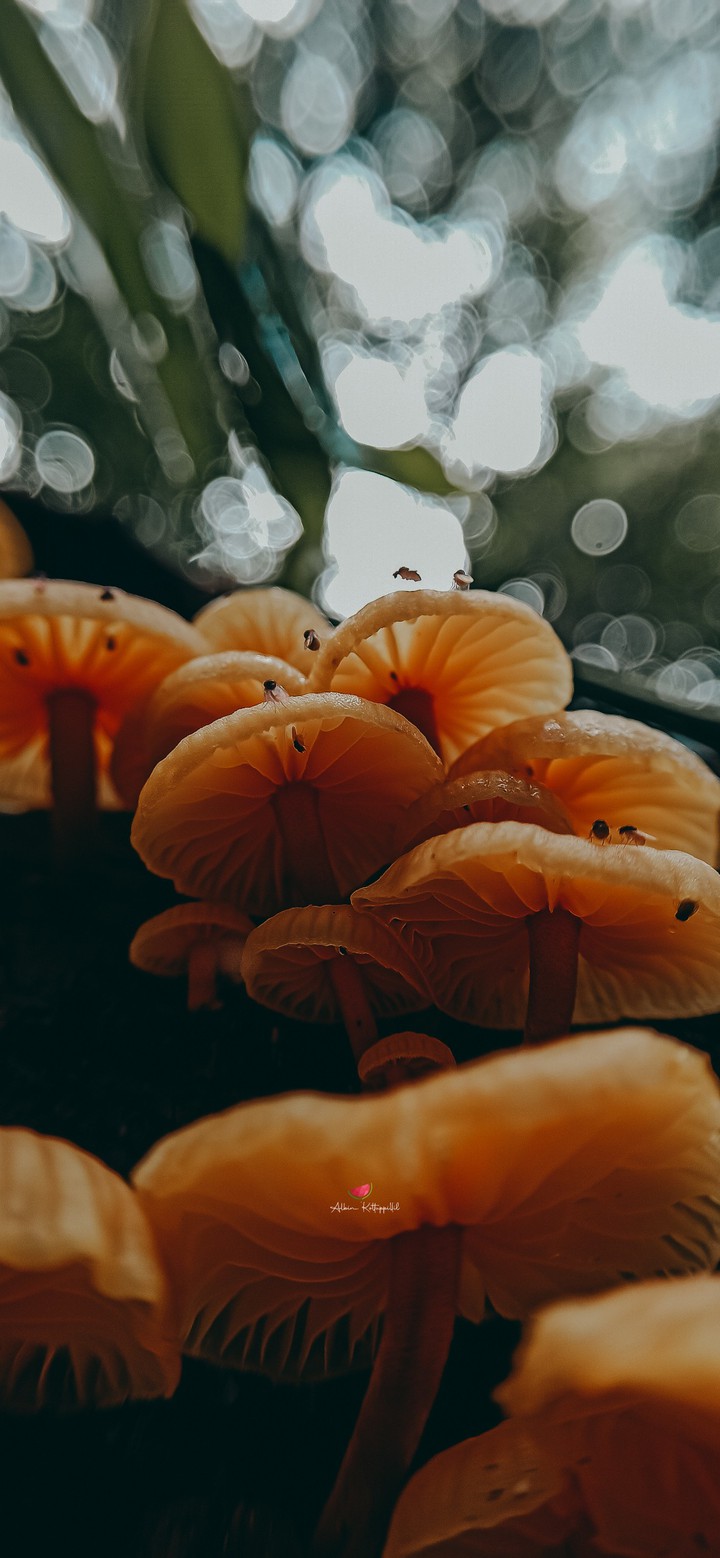 Bloom