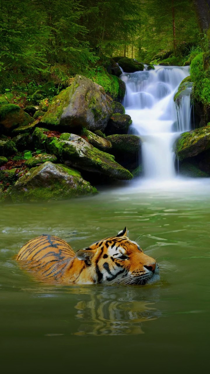 Tiger with water.