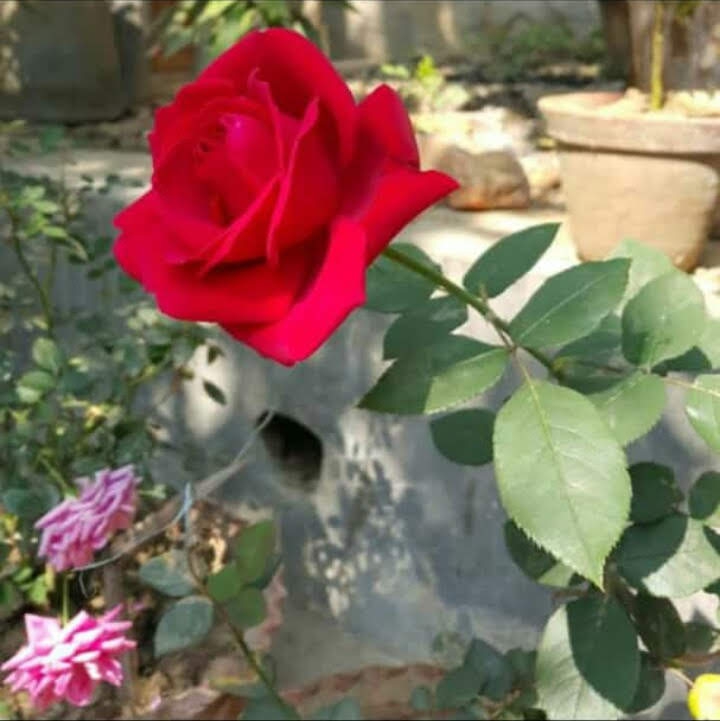 Rose