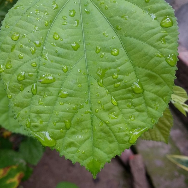 rain n green