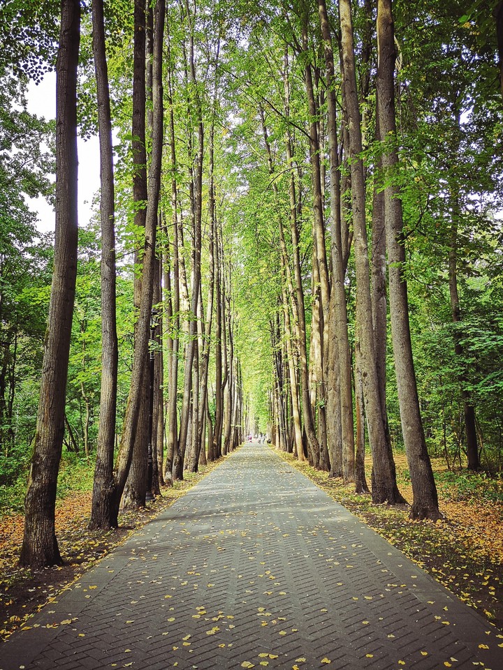 Sokolniki park in Moscow