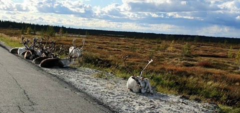 landscapes, plant háttérképek