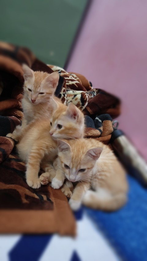 cuteness overload