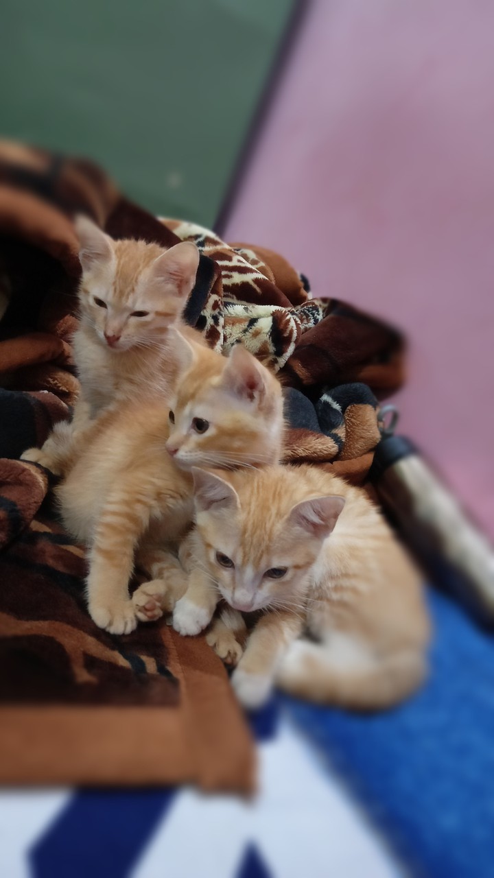cuteness overload