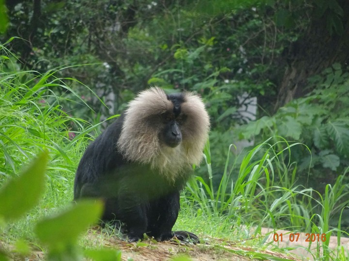Lion Taled Monkey