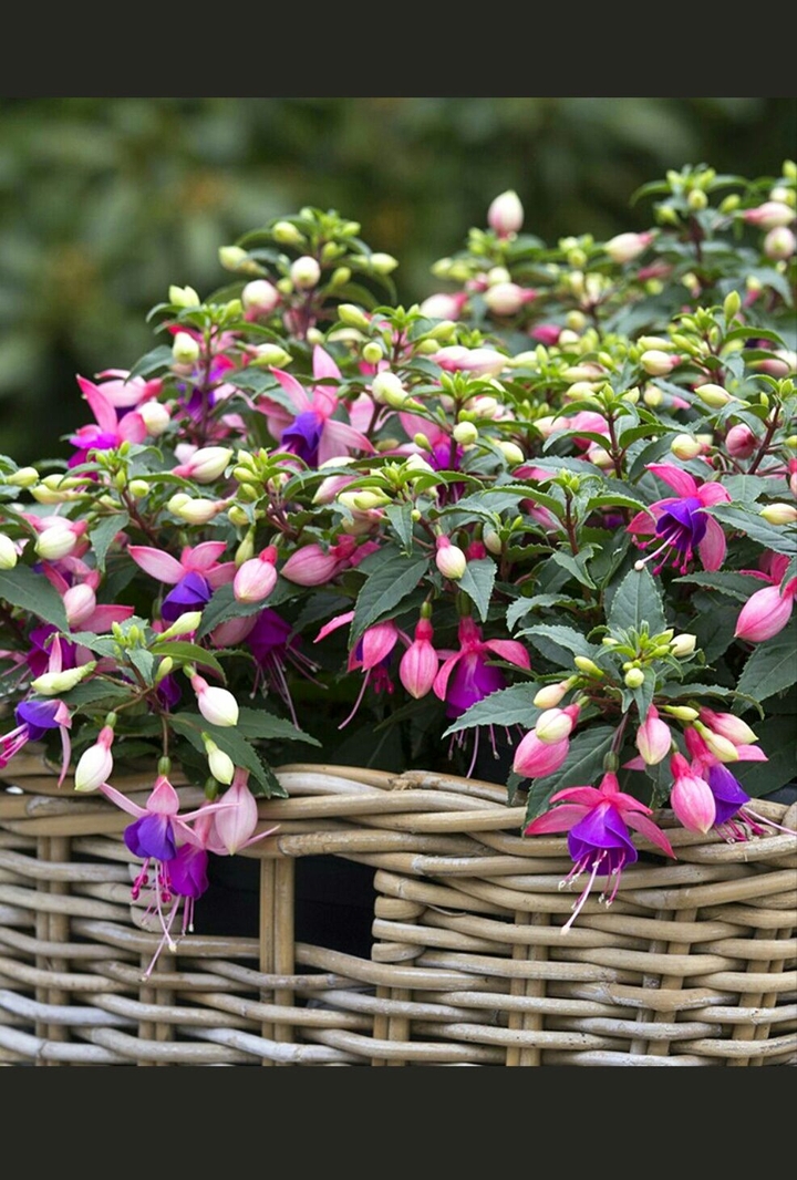 flowers