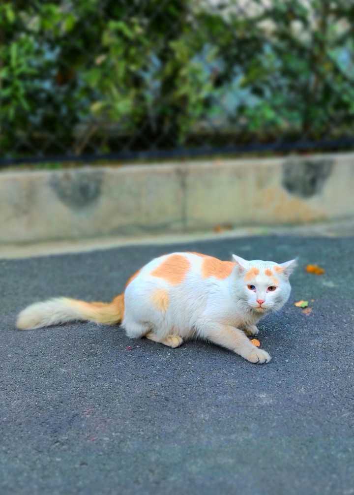 White Cat