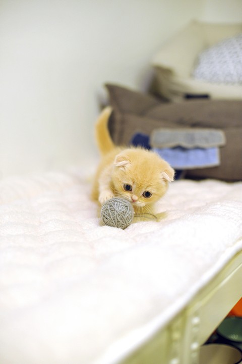 Munchkin