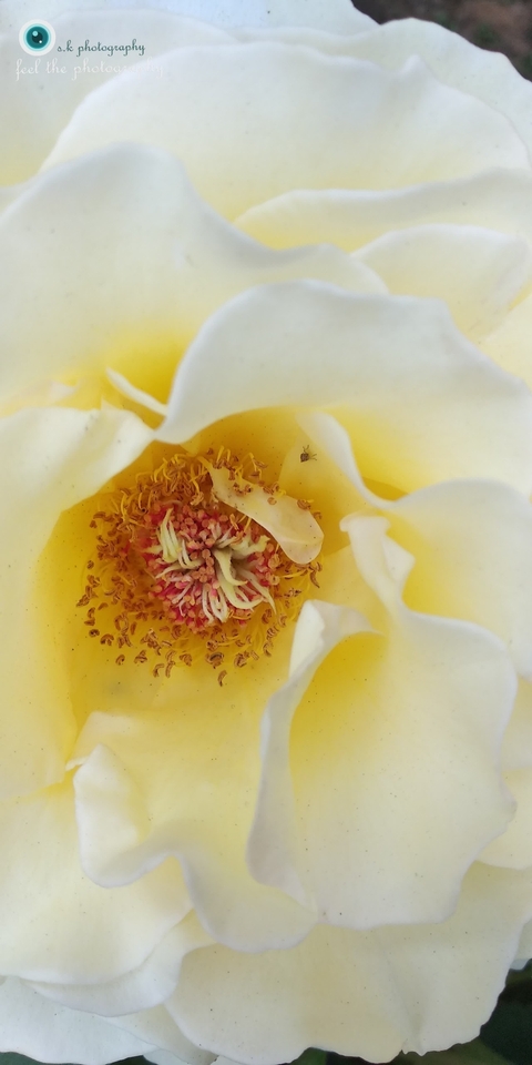 Creamy rose