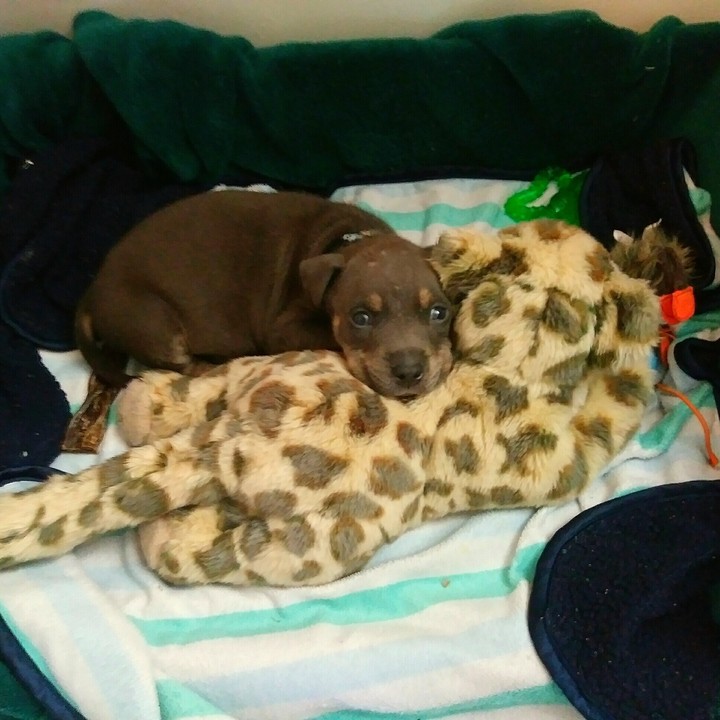 My Little Man