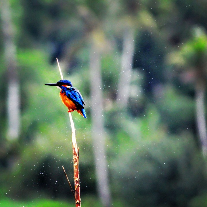 kingfisher