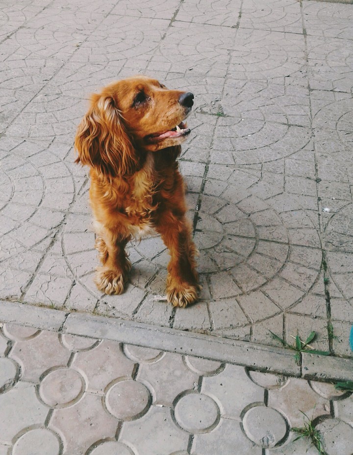 One more dog