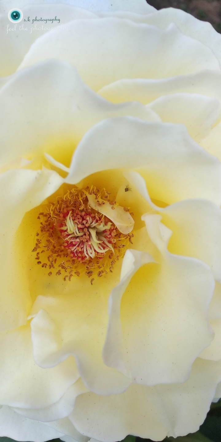 Creamy rose