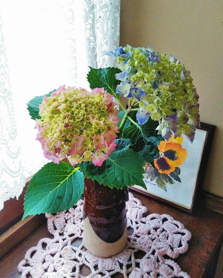 hydrangea