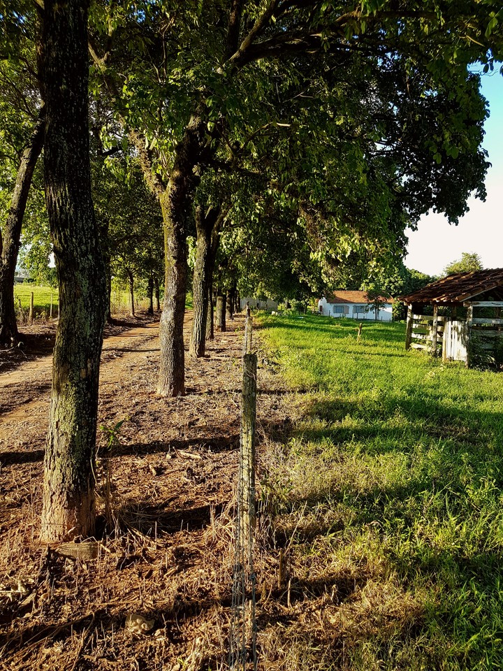 Cattle fence.
