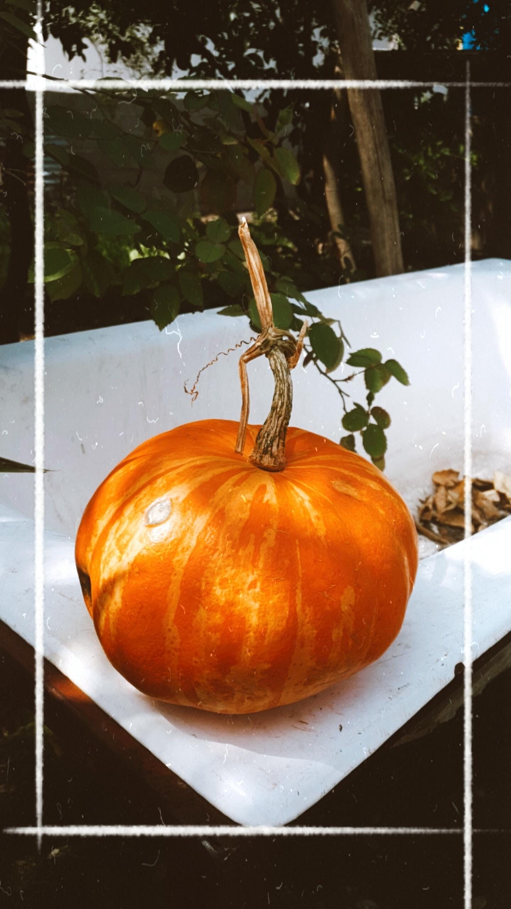 pumpkin