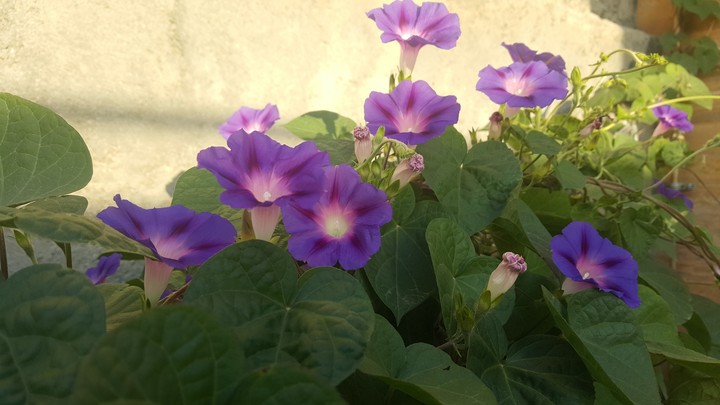 Ivy - my mother's  home