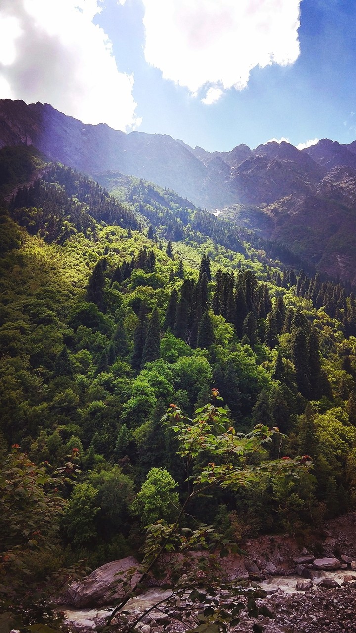 sunrays on  top green trees