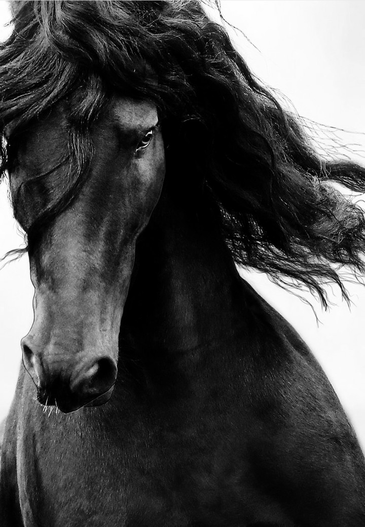 Horse..♥️