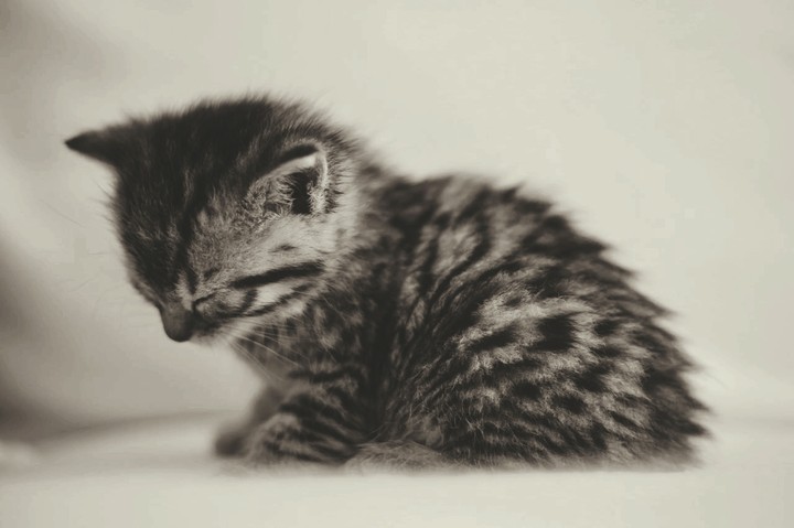 cat