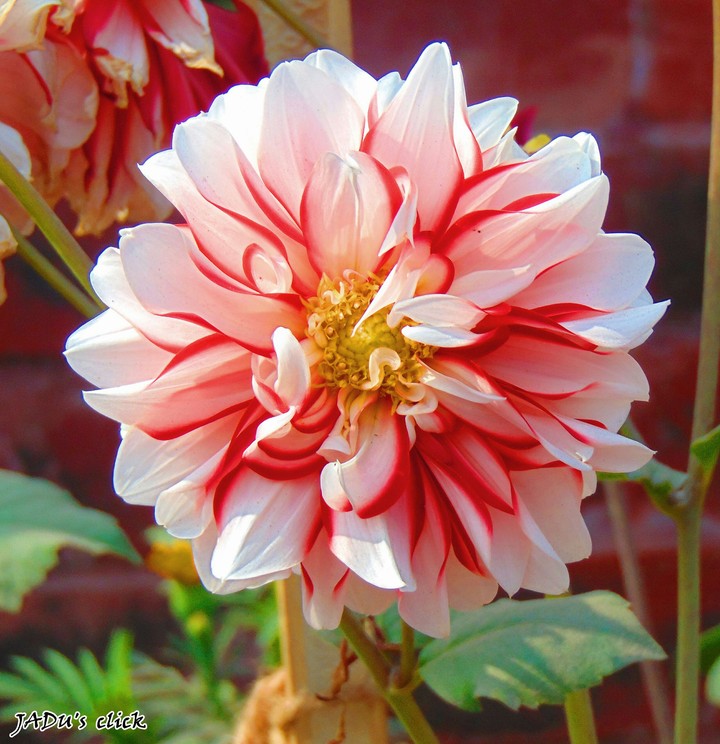 sweet Flower