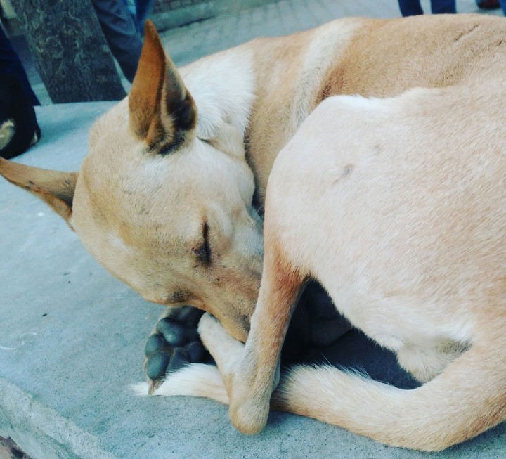 sleeping dog.