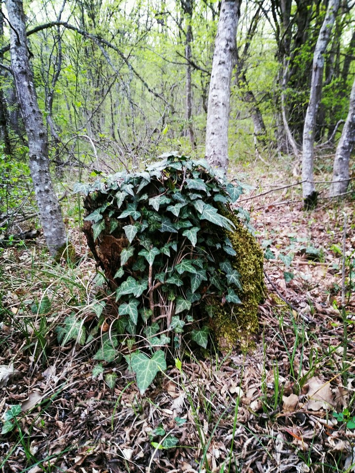 плющ на пеньке