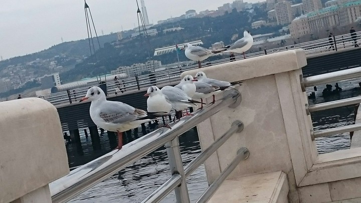 gull